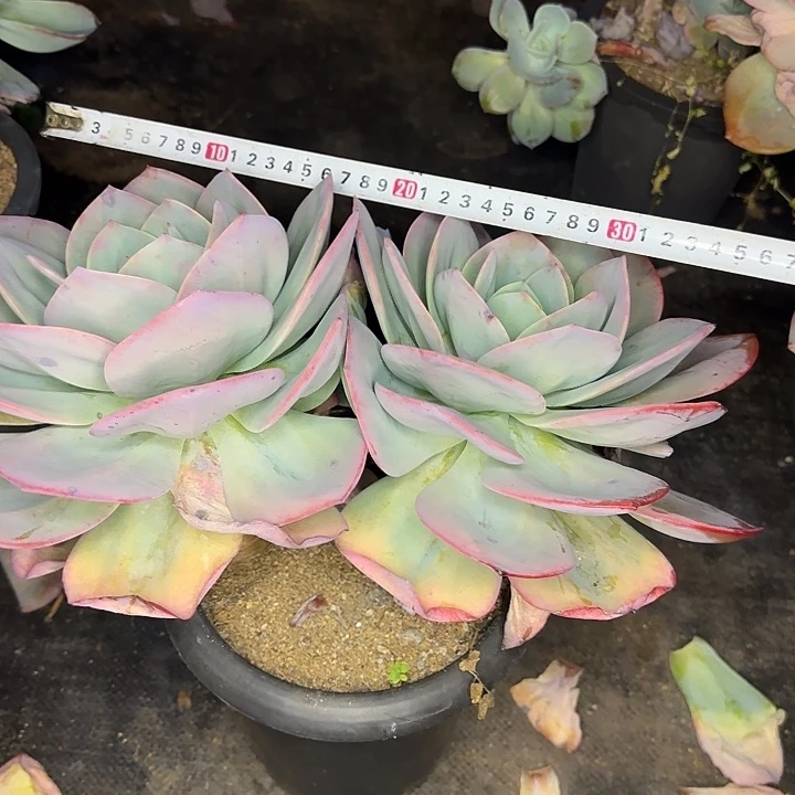 多肉植物一物一拍血风641