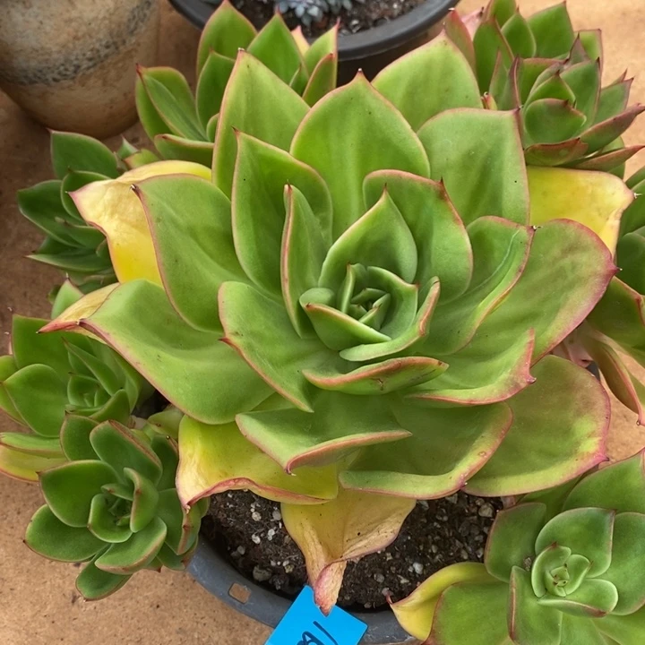 D465- 直播福利 花木兰手捧