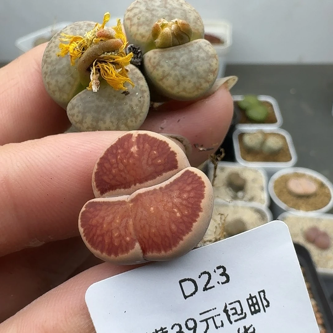 23多肉哈哈哈哈哈哈哈哈