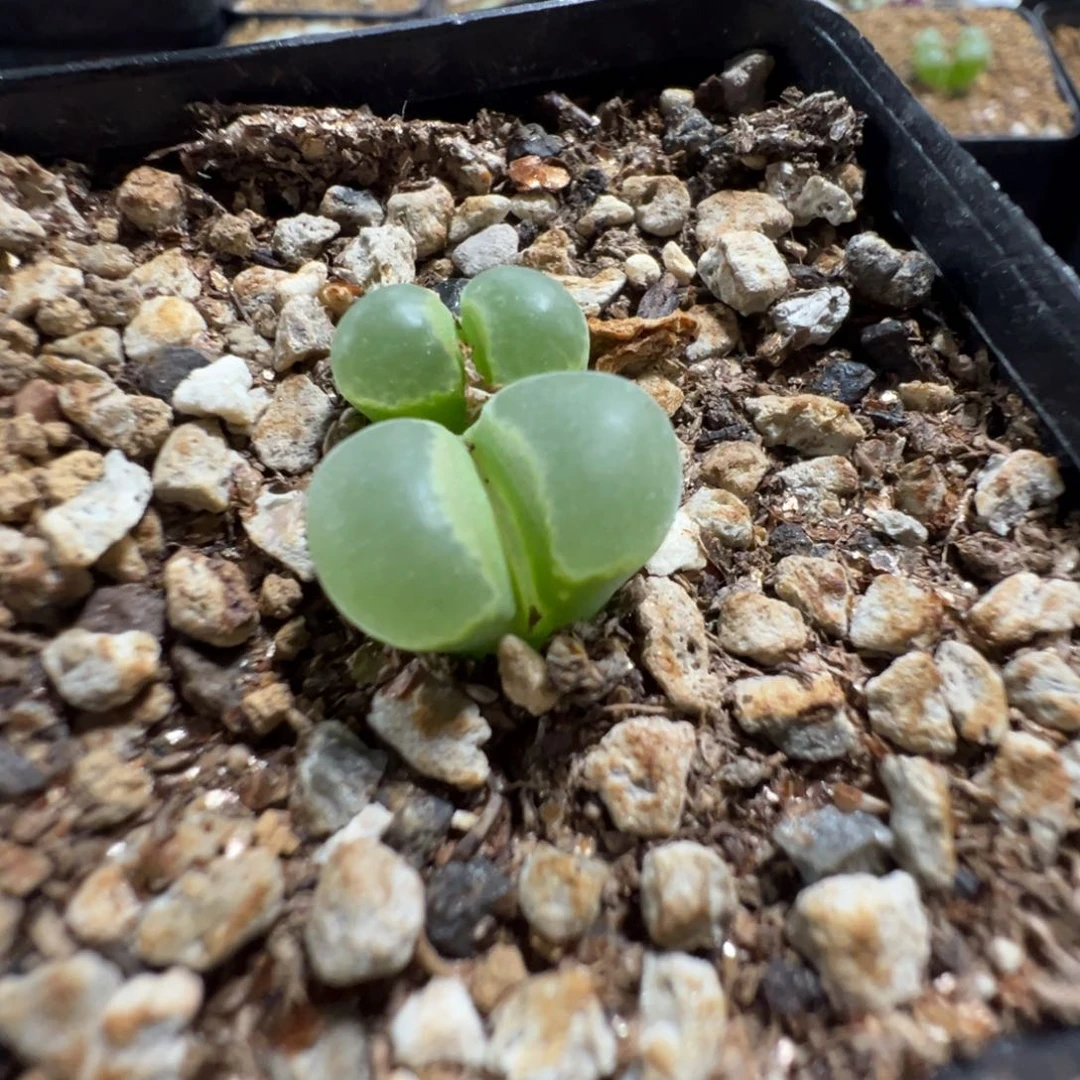 14-110肉锥多肉植物