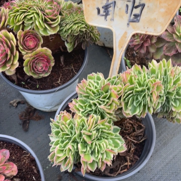 南***燕南归白凤缀化寄往法师锦