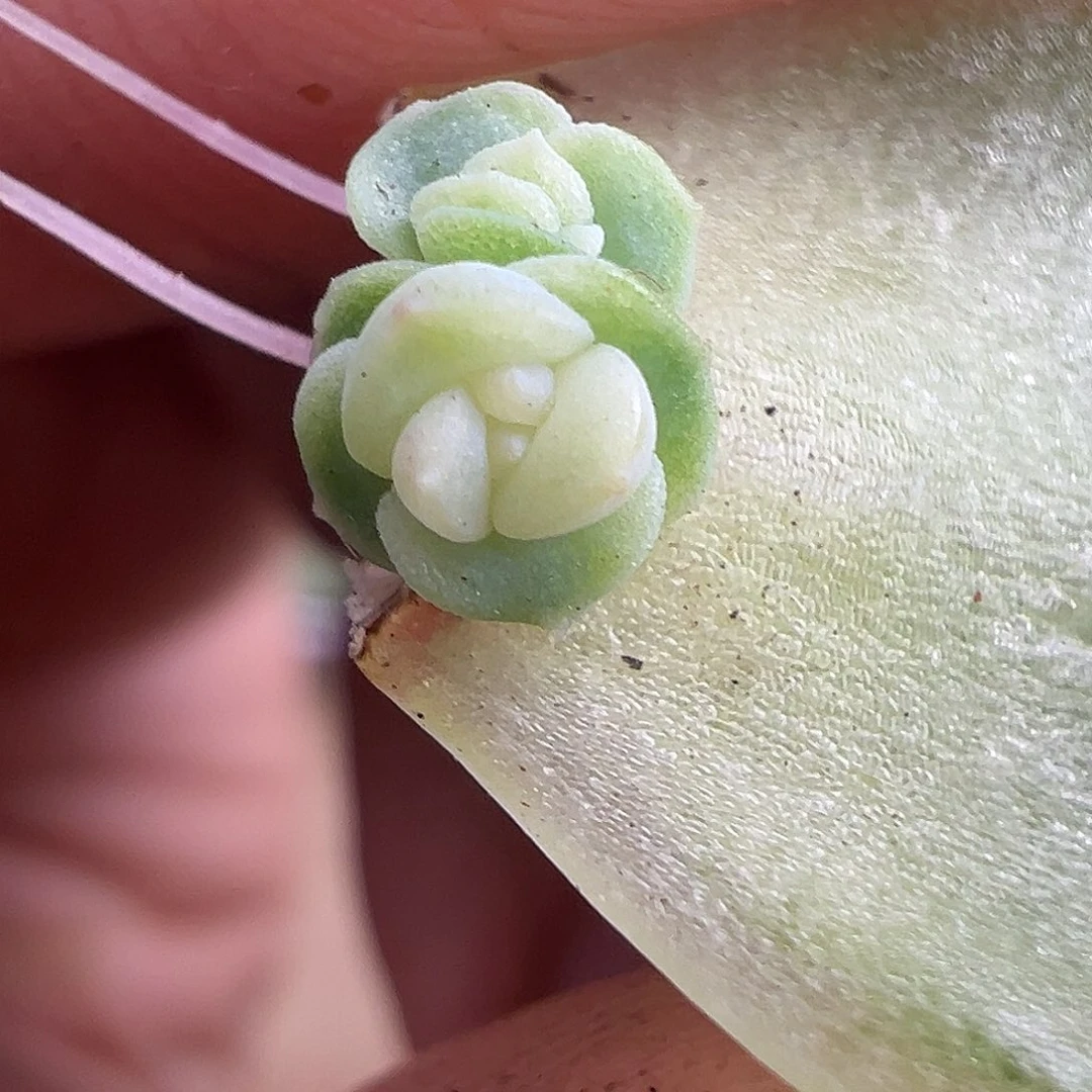 挺贵的一颗珍妮  没有卖过