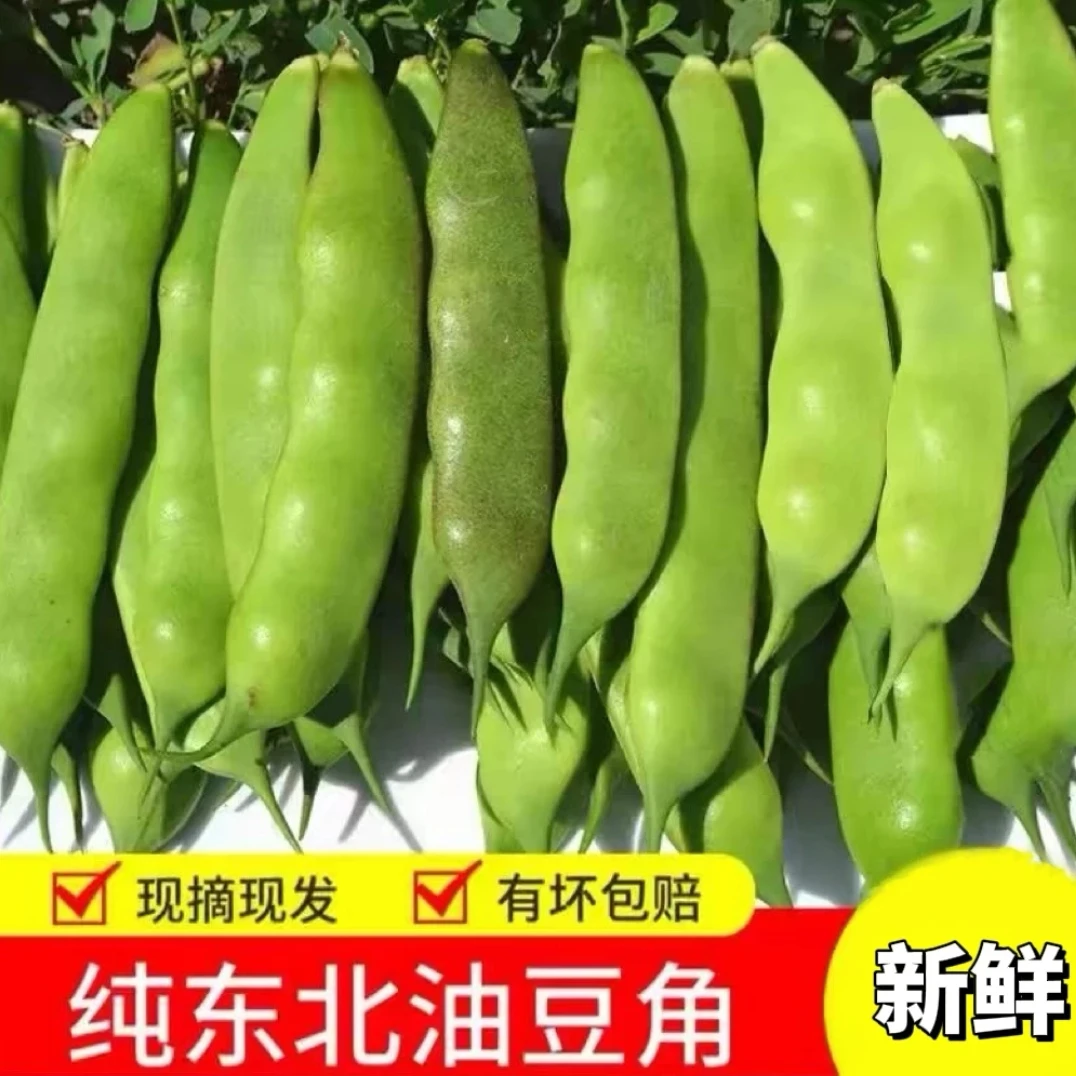 东北农家自种豆角 新鲜采摘现摘现发 5斤包邮
