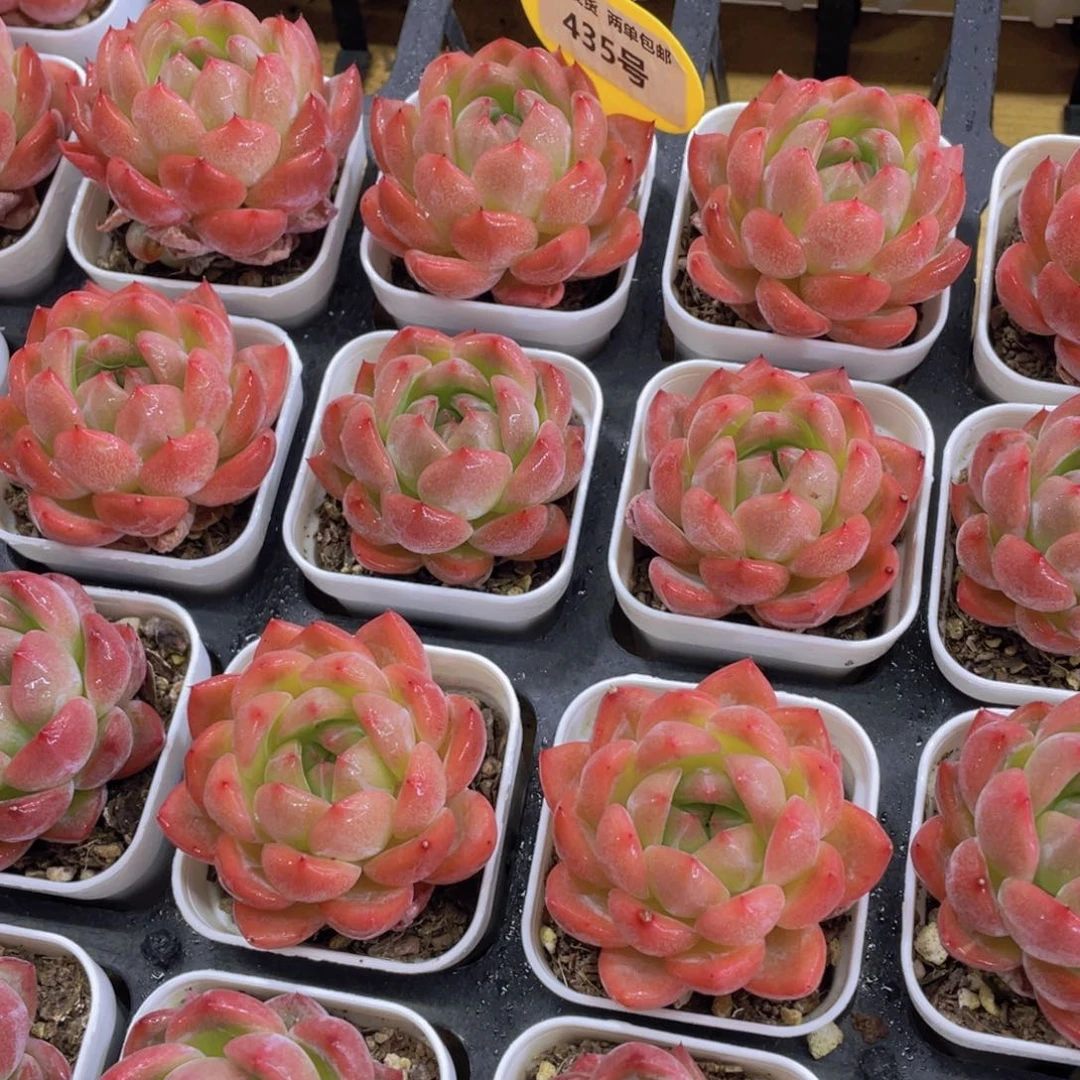 435号 冰透红颜单头一个