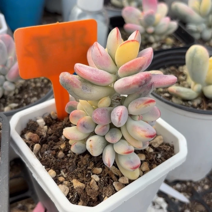 多肉植物乒乓福娘锦