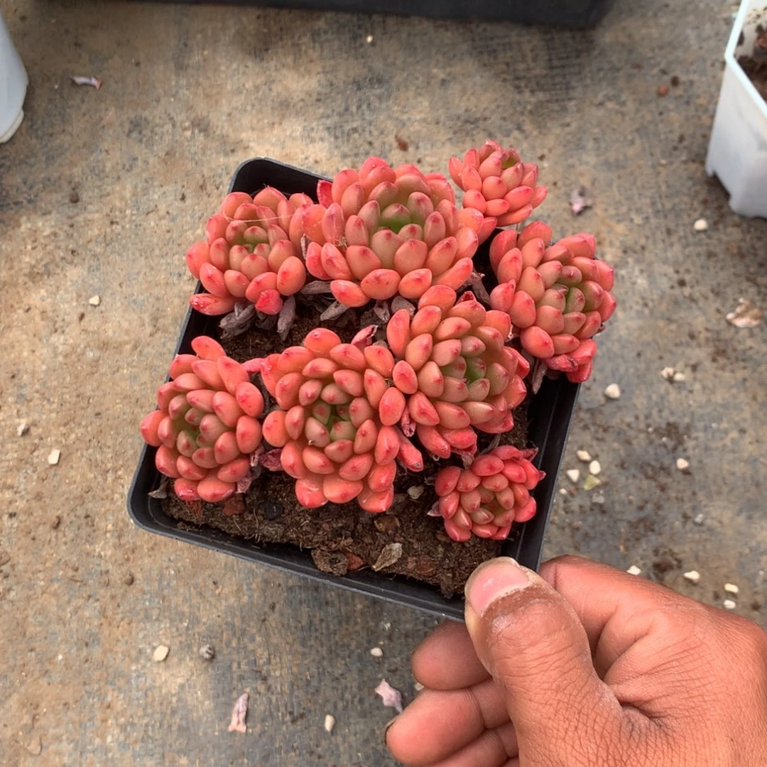 那时候是个啥日子都是