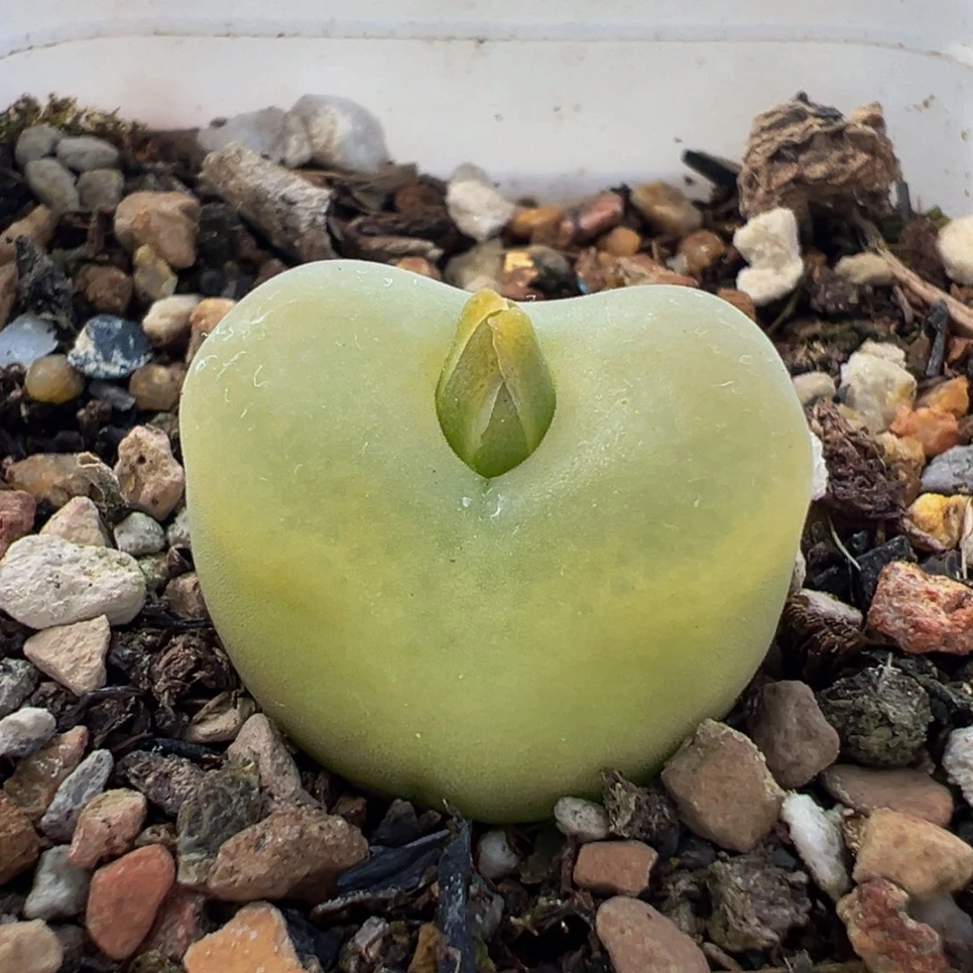 752多肉植物种类d