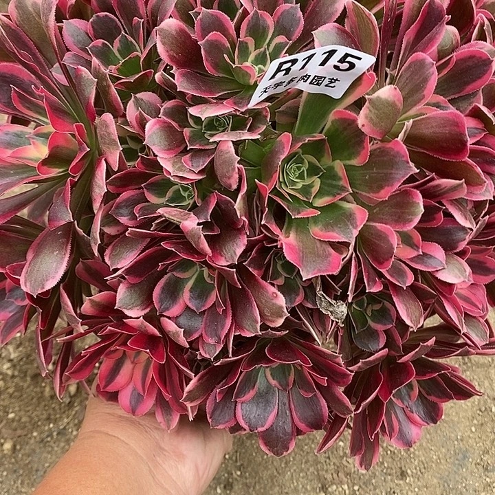 多肉植物皇后115多肉