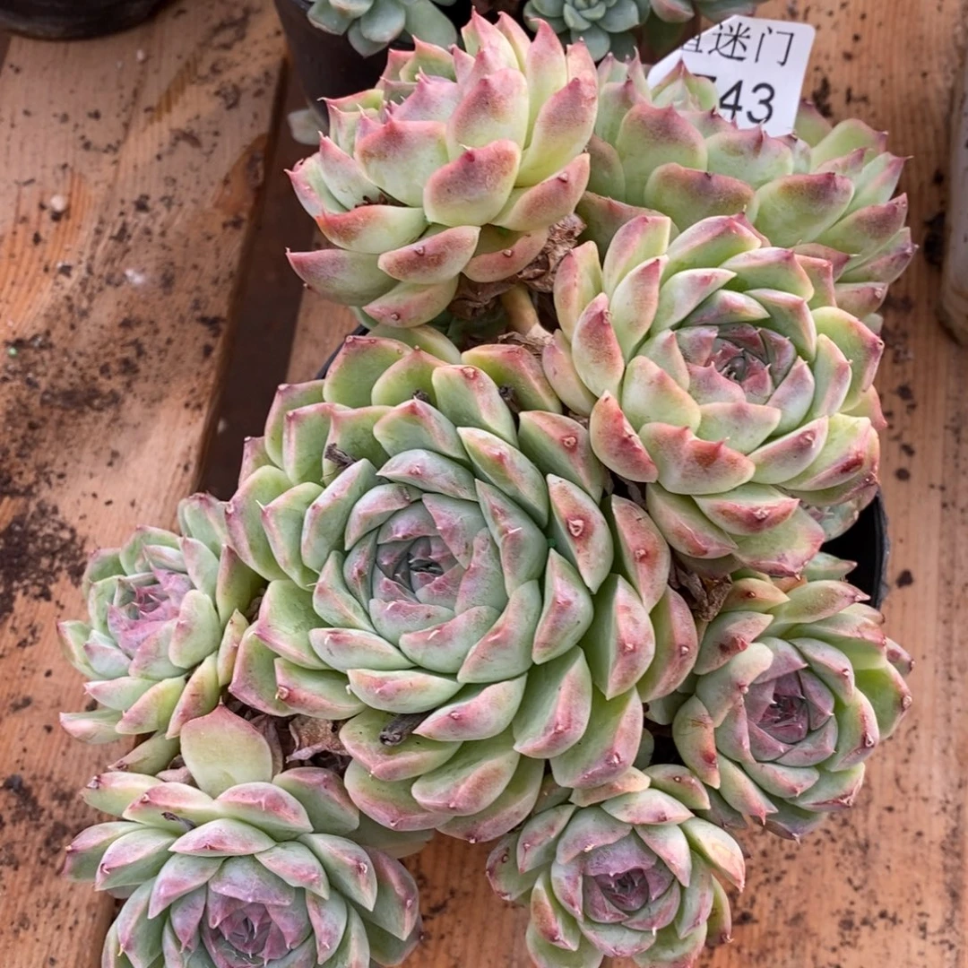 咖***辣杂交精品多肉1743~15厘米