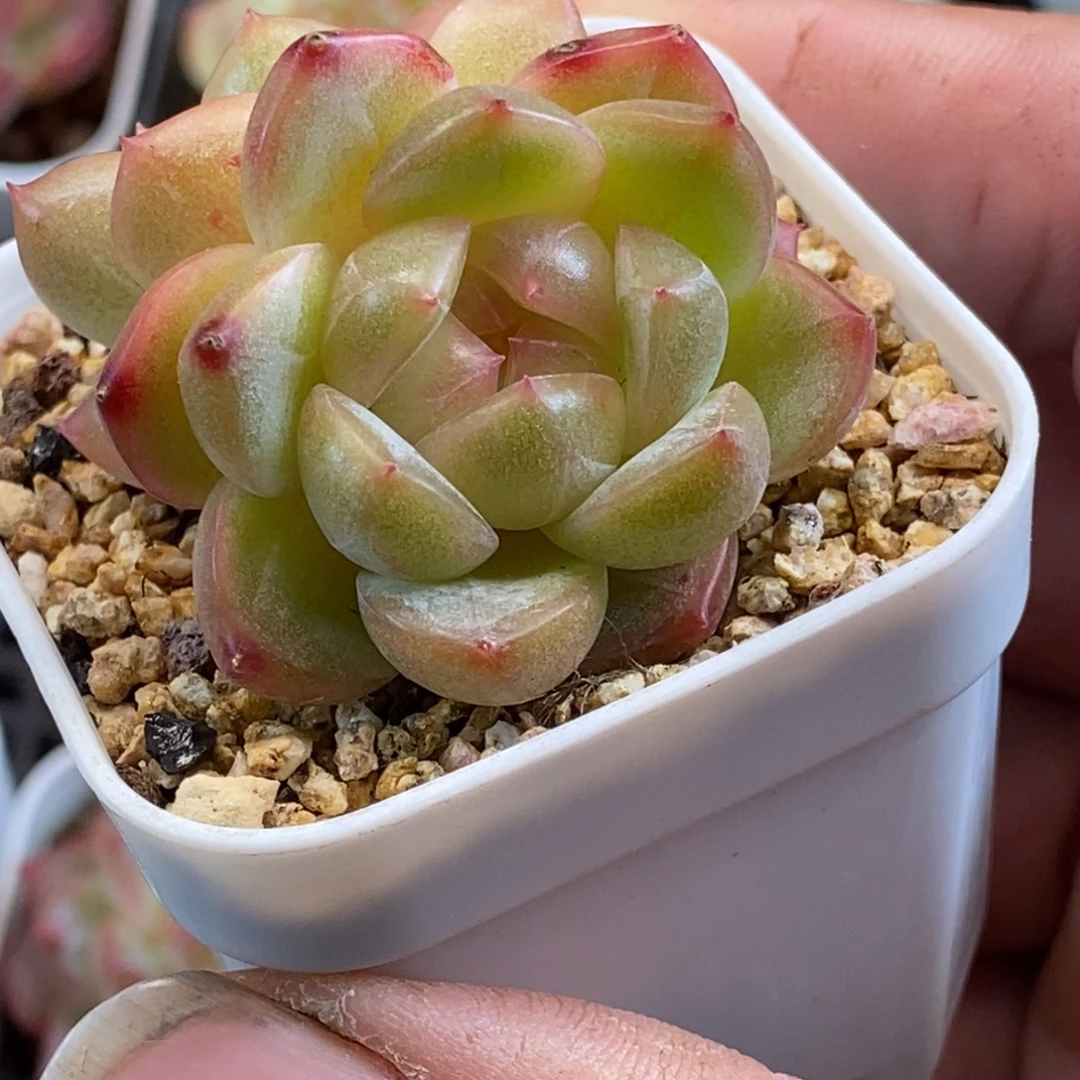 天官赐福百无禁忌