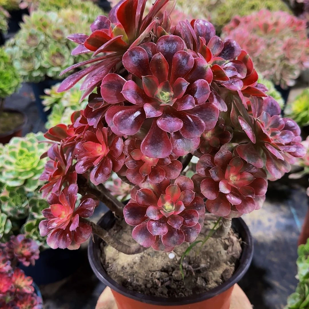 老庄美杜莎法师20.8