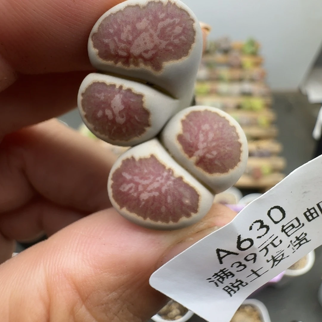 630多肉哈哈哈哈哈哈哈