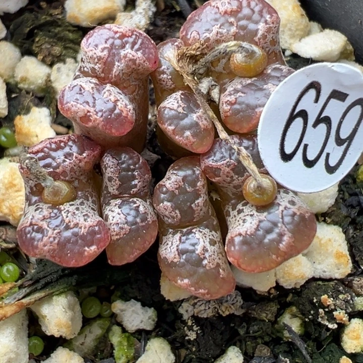 659号爽11福利不代表平时价格