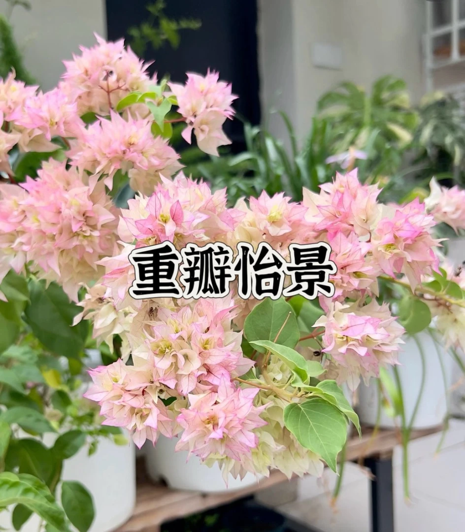 【重瓣怡景1颗苗】三角梅四季开花勤花庭院阳台爬藤好养  品种基地。