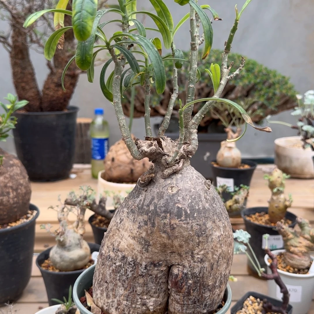 34史瓦济兰块根植物