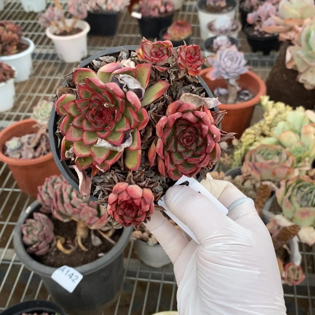 星***星145萤火虫一物一拍