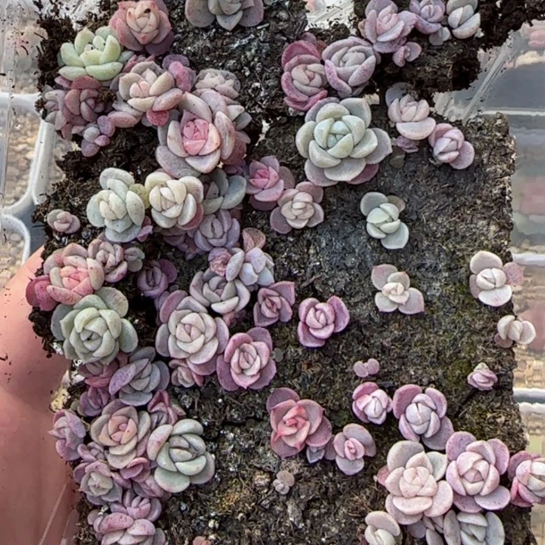 548号王者系列多肉一盒