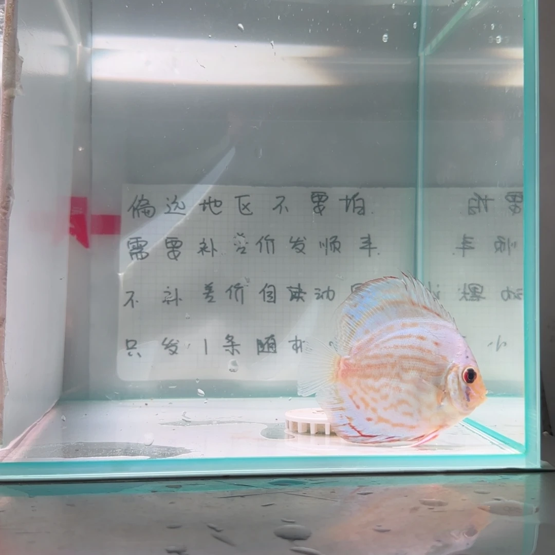 七彩神仙鱼肉身8偏远地区不拍