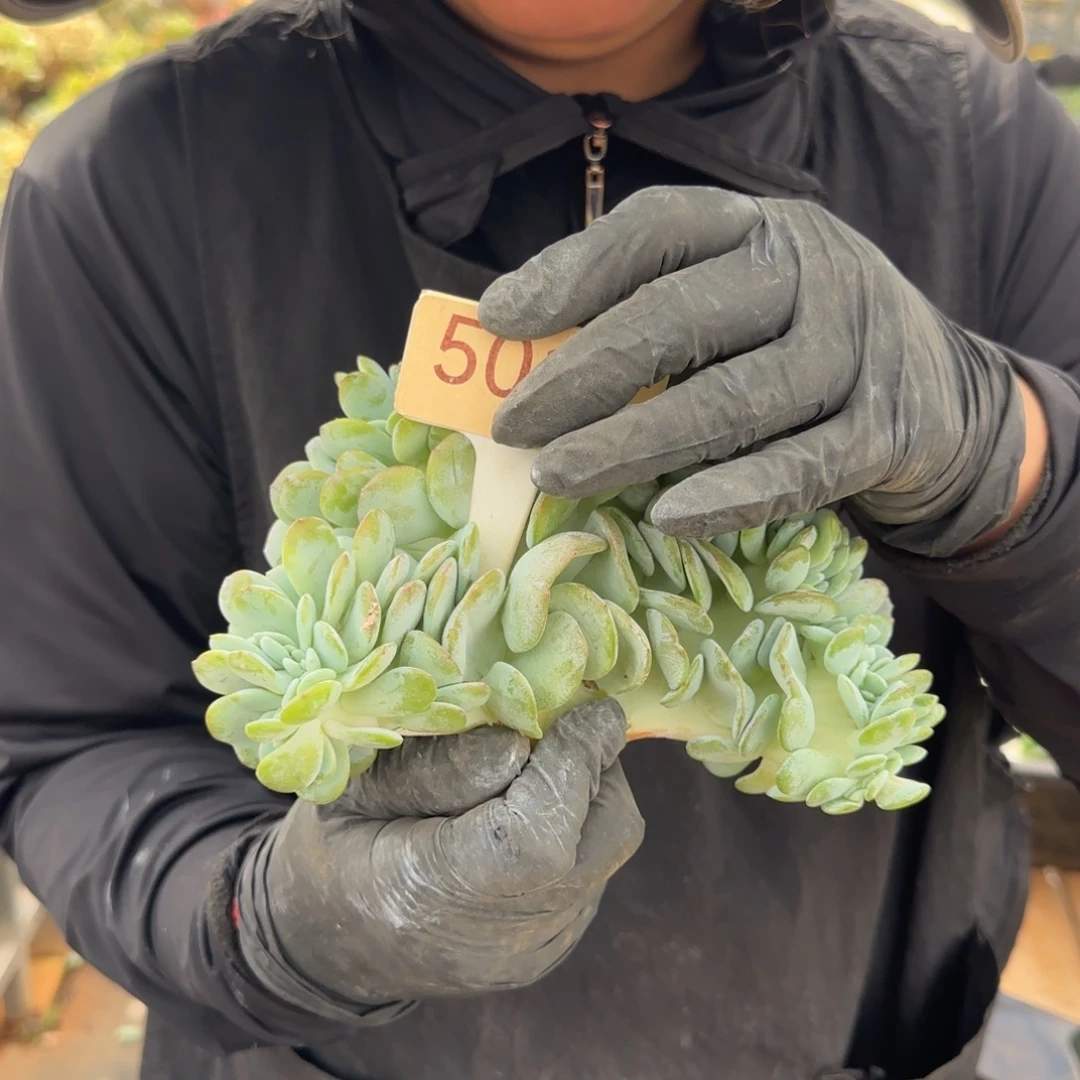 常****5015。       奶茶缀