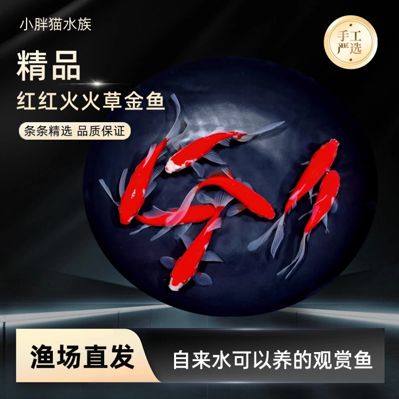 精品草金鱼淡水鱼冷水鱼耐活的小型金鱼观赏鱼可混养锦鲤鱼热带鱼