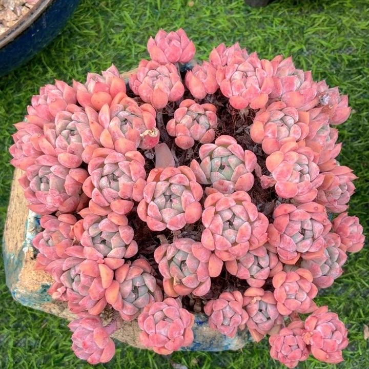 多肉植物 霜花一物一拍-4