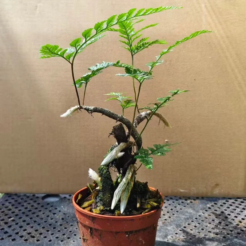 精品老桩造型狼尾蕨盆景绿植花卉禅意造景景观植物新手好养