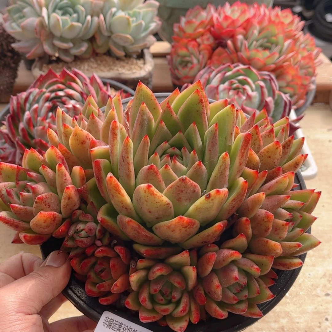 184蜜蜡东云德华多肉