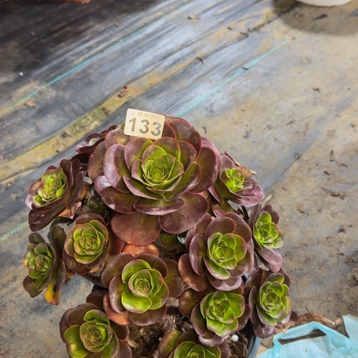 魅金玫瑰133多肉法师