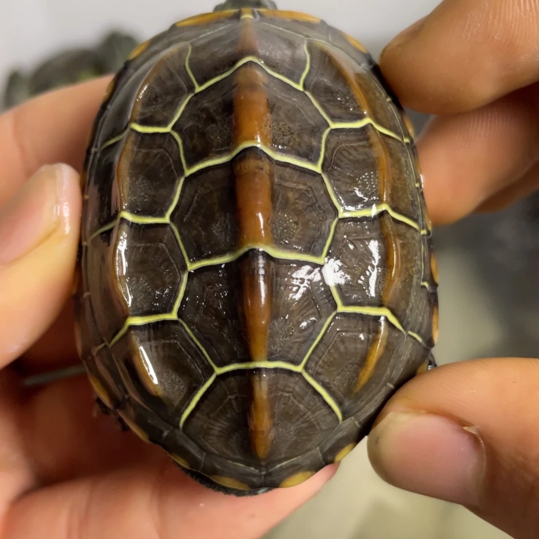 苏北金线冷水草龟