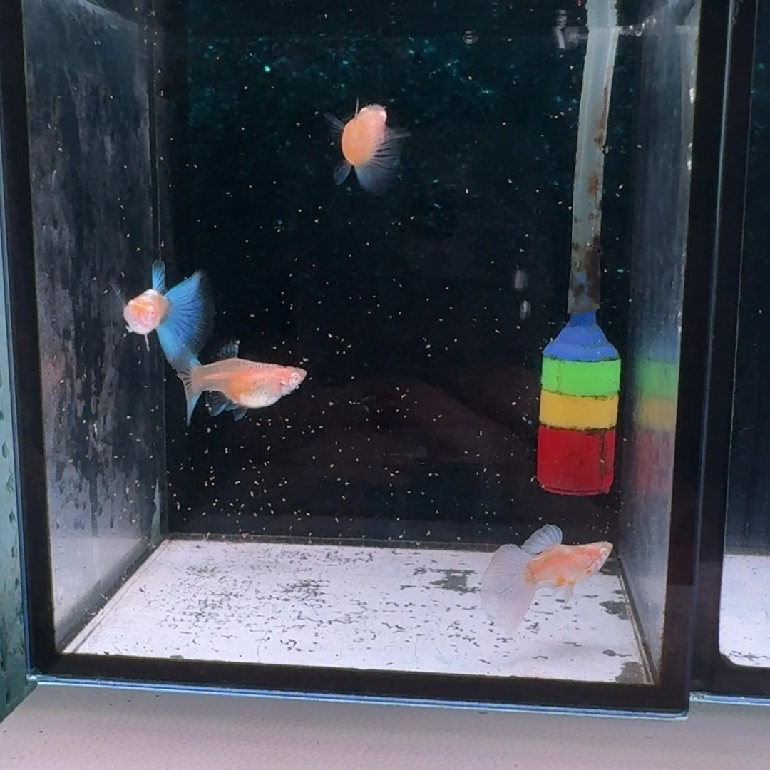 孔雀鱼蓝白球2对