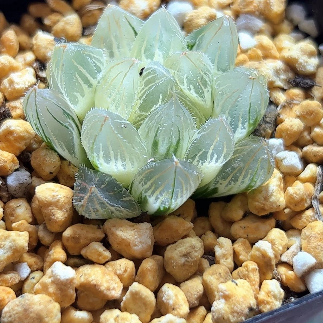糊斑毛玉露锦十二卷多肉