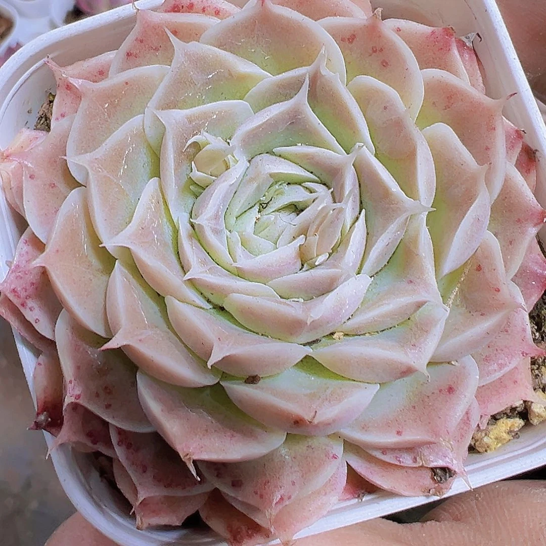 长睫毛血斑19包邮多肉