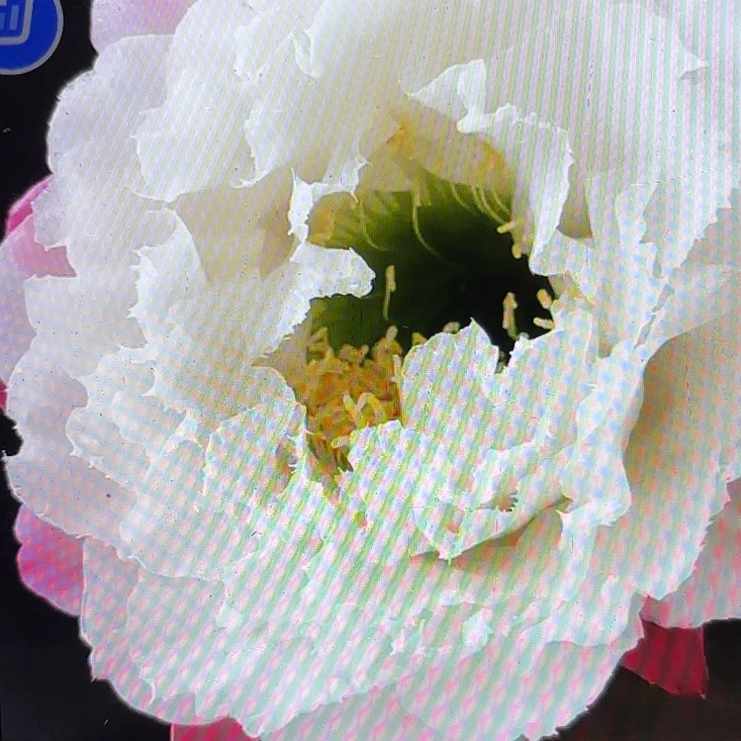 白牡丹毛侧牙20包邮28