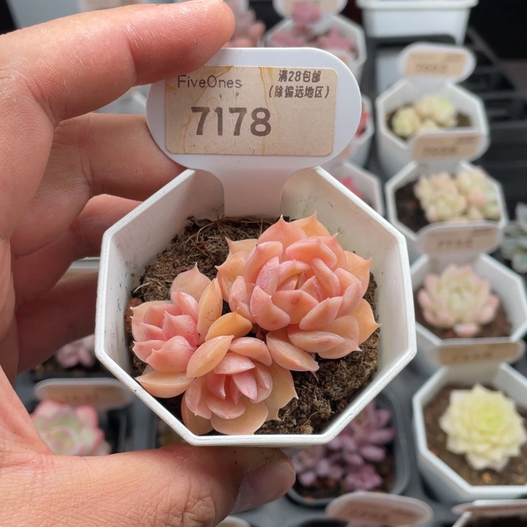3***3昂斯诺7178-5.5厘米