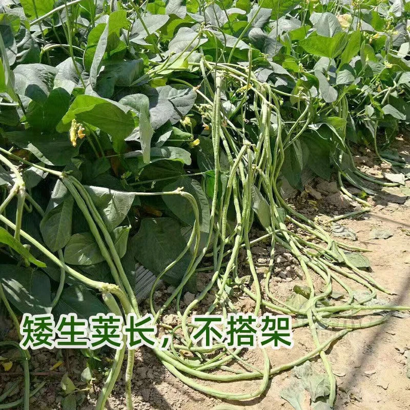 【长豇豆种子】豆角种子不搭架豇豆种子菜园盆栽蔬菜