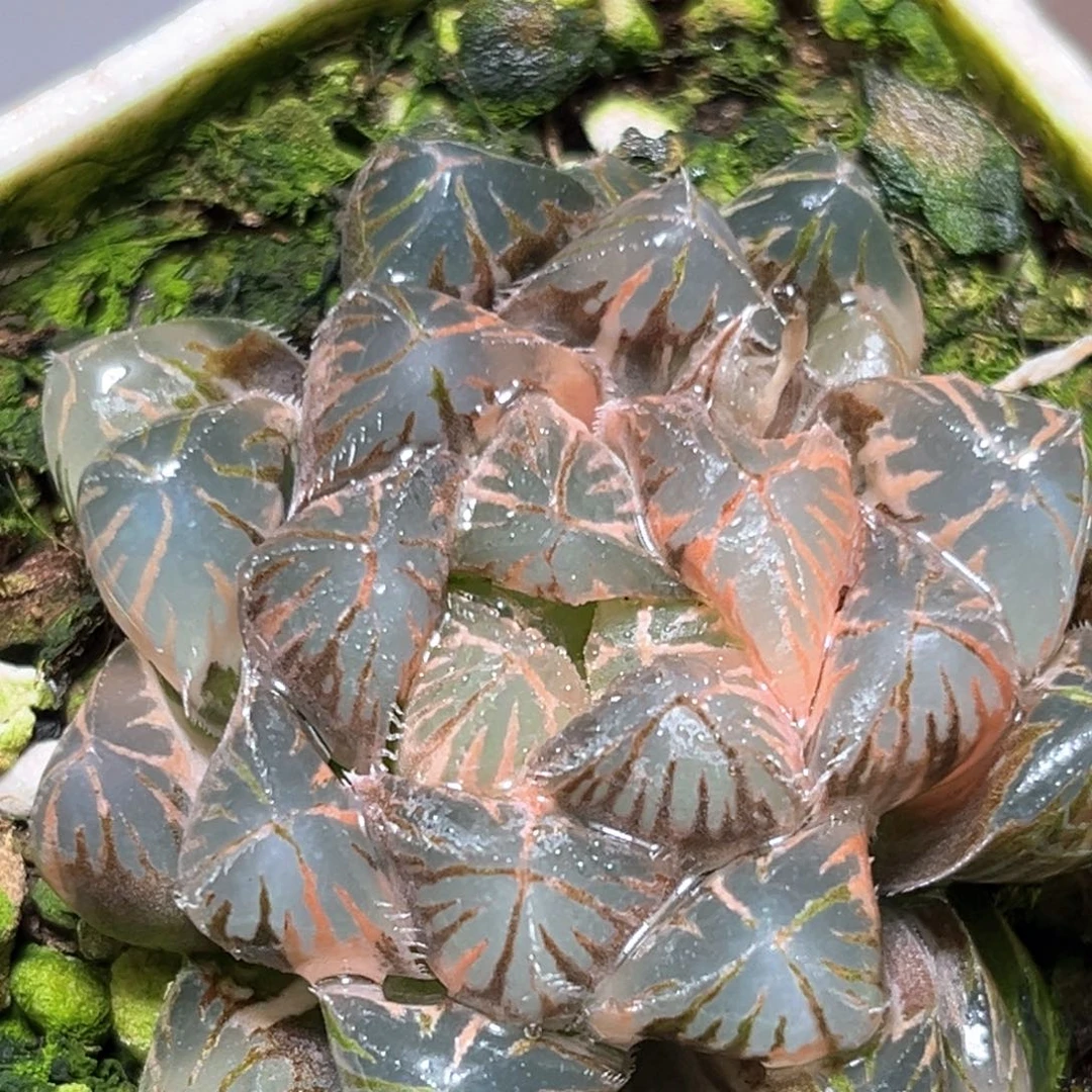 恭喜发财大吉大利1569