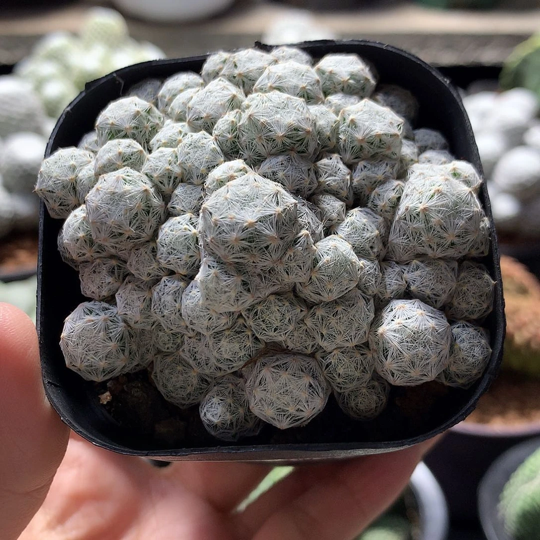 660小粒姬春星 。