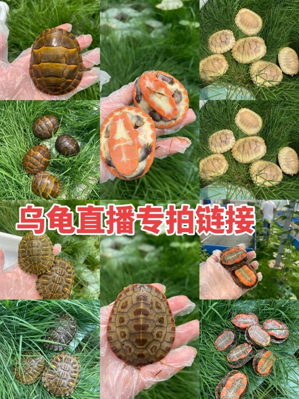 直播间选龟下单专拍链接 乱拍一律发最小号草和最小包龟粮