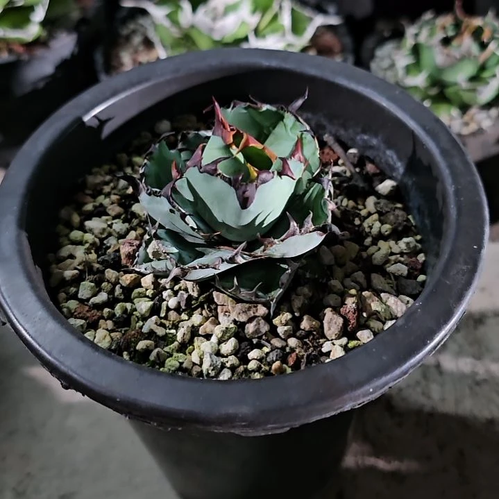 蓝鲸 有根苗: 基因保证非组培 (直播特价/下播结束)