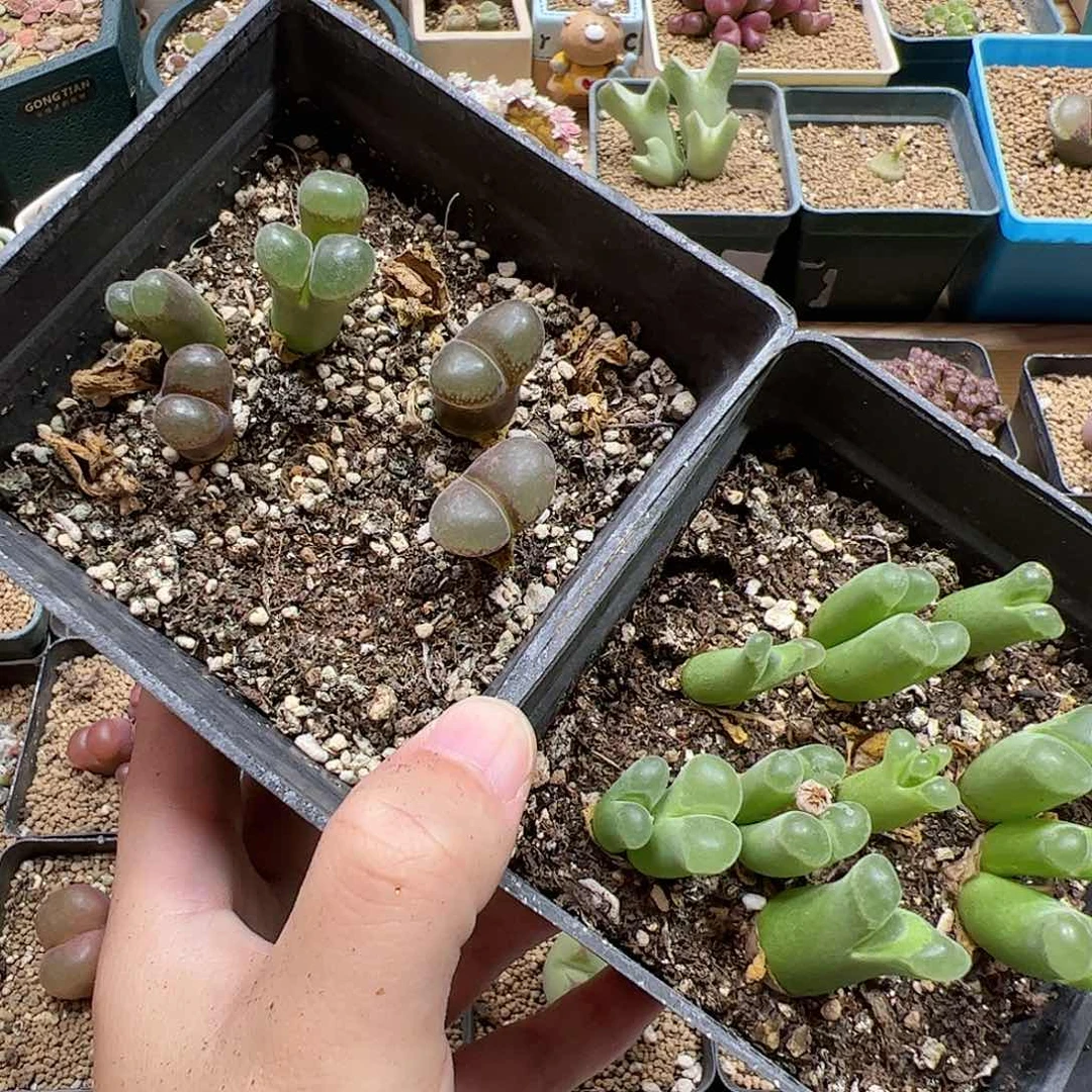 【闪购商品】31 清