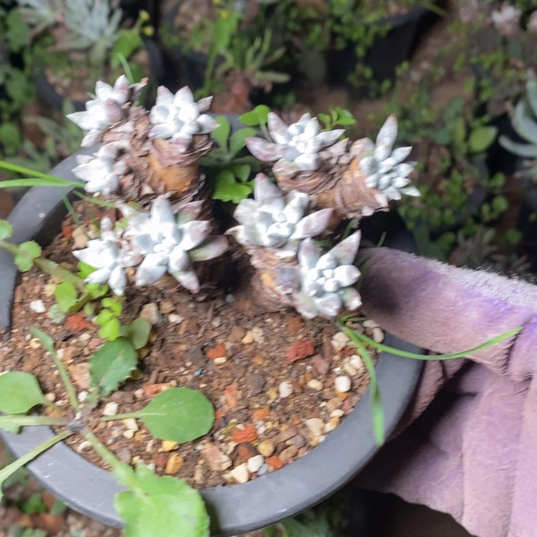 2062哈哈哈哈哈哈哈哈哈哈哈哈