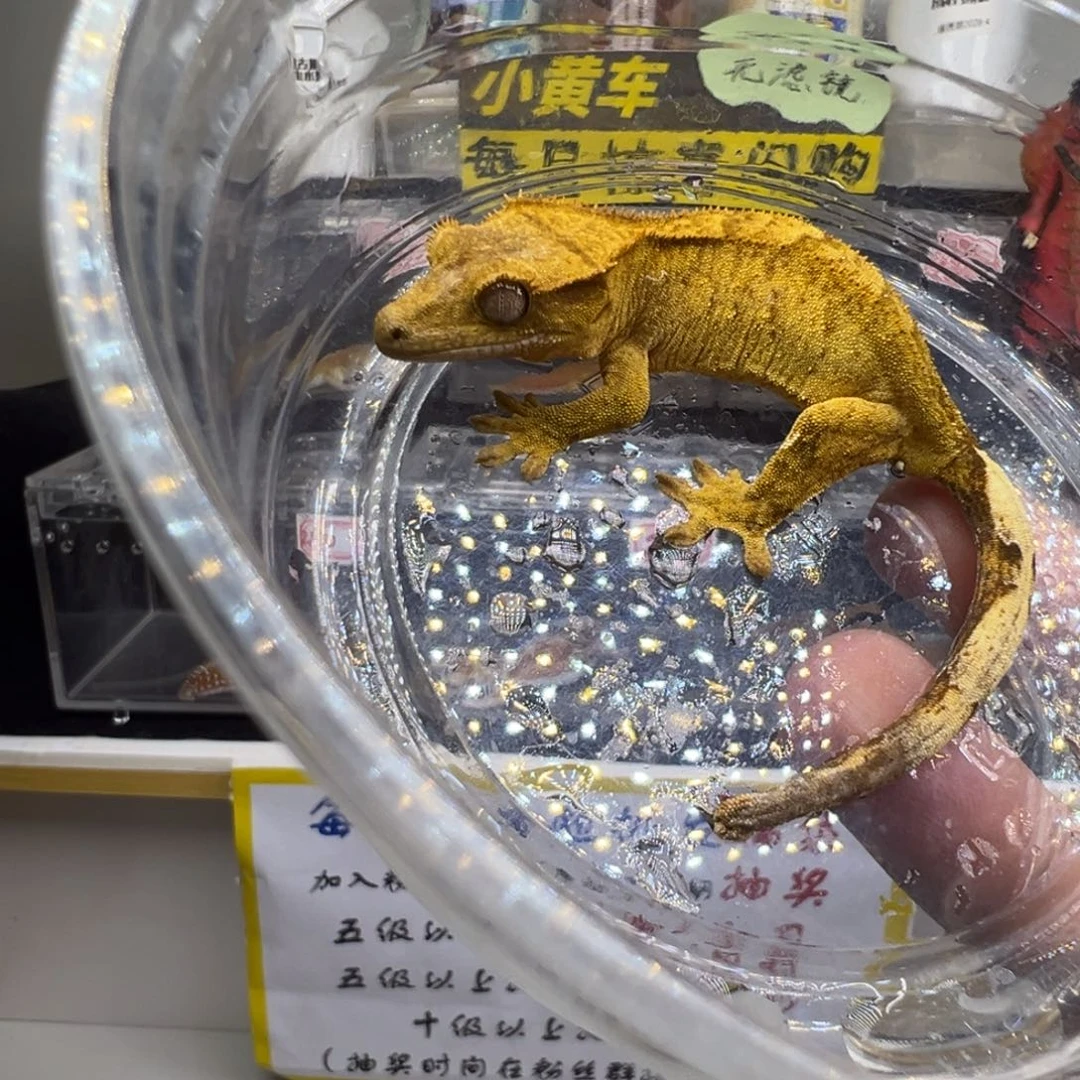 睫角守宫黄底双色虎纹