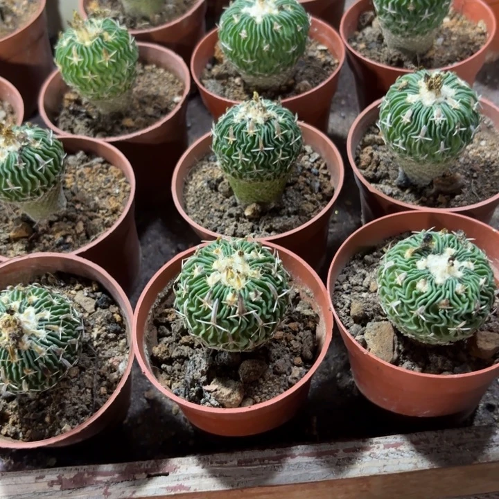 实生太刀岚好养皮实