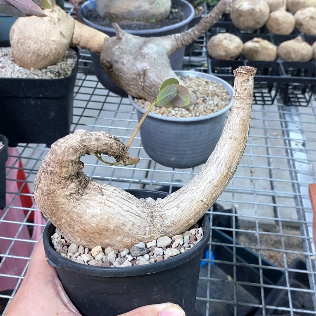 奇异油柑多肉植物