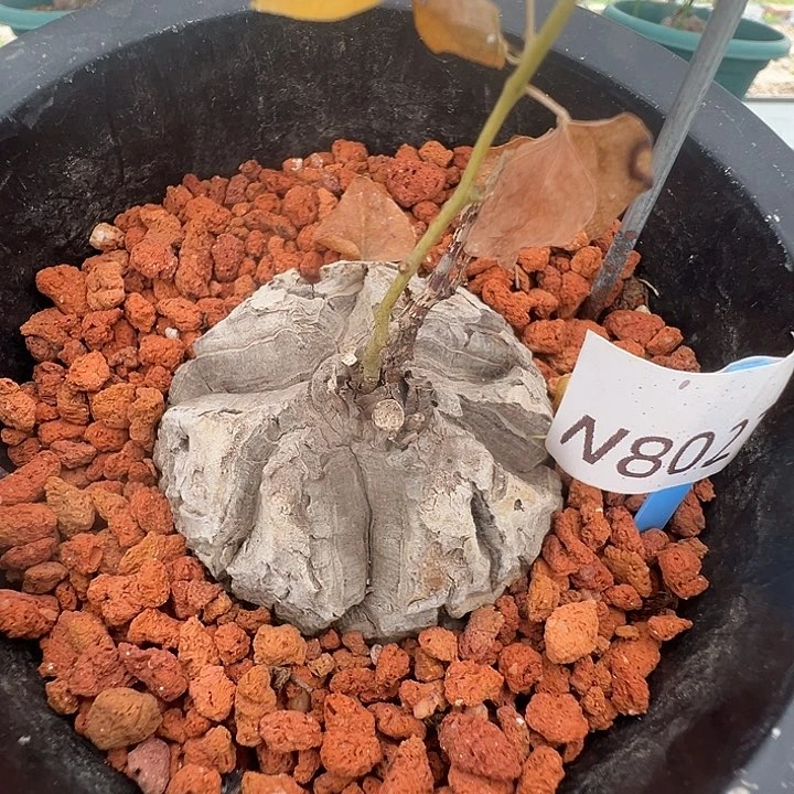 多肉植物专拍 一物一拍 南非龟甲龙8021