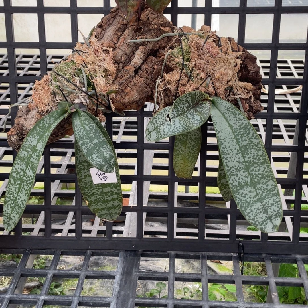 当前无花栽培后可以开花