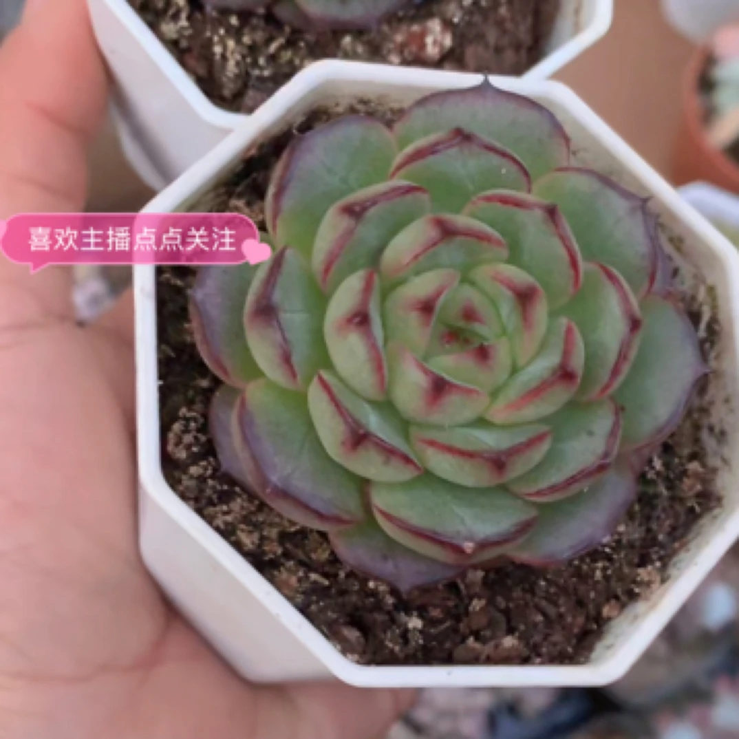 （1元包邮满18发货快有赠品）黑巧摩卡 4-5cm 网图 实物以直播