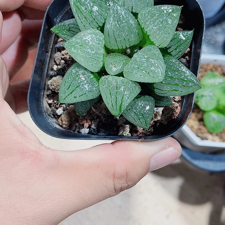 特价处理青雉姬德
