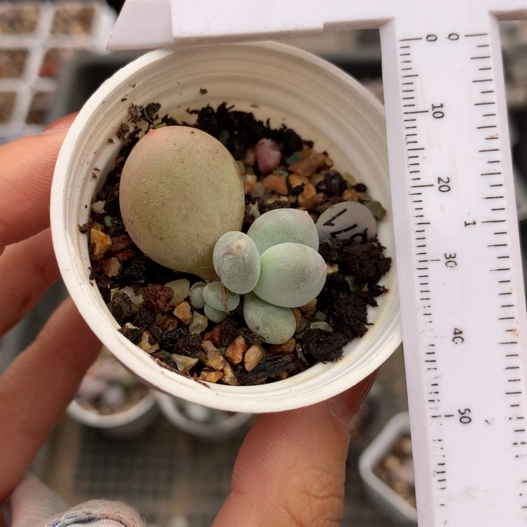 黄金鸡蛋大叶奶 不满28发到付，发一片叶，~