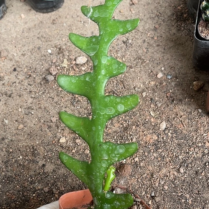 鱼骨仙人球不开花